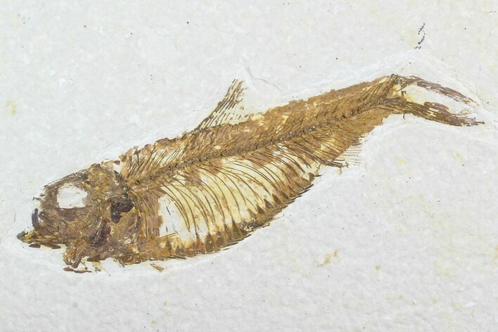 Detailed Fossil Fish (Knightia) - Wyoming #99783